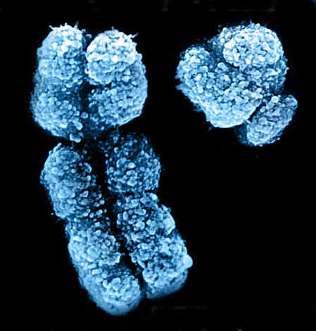 chromosome_sem